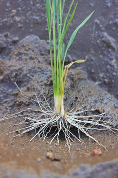 Rice plant with roots visible. (Julia Bailey-Serres/UCR)