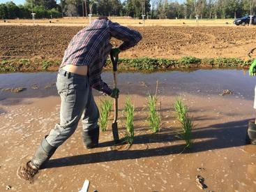 UCR scientists are learning how to help rice crops survive extreme climate swings. (YuanruLi/iStock /Getty)