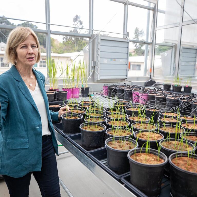 Professor Julia Bailey-Serres in her lab at Plant Research 1 on Friday, May 5, 2023, at UC Riverside. (UCR/Stan Lim)
