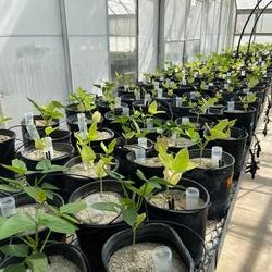 Cowpeas in Greenhouse