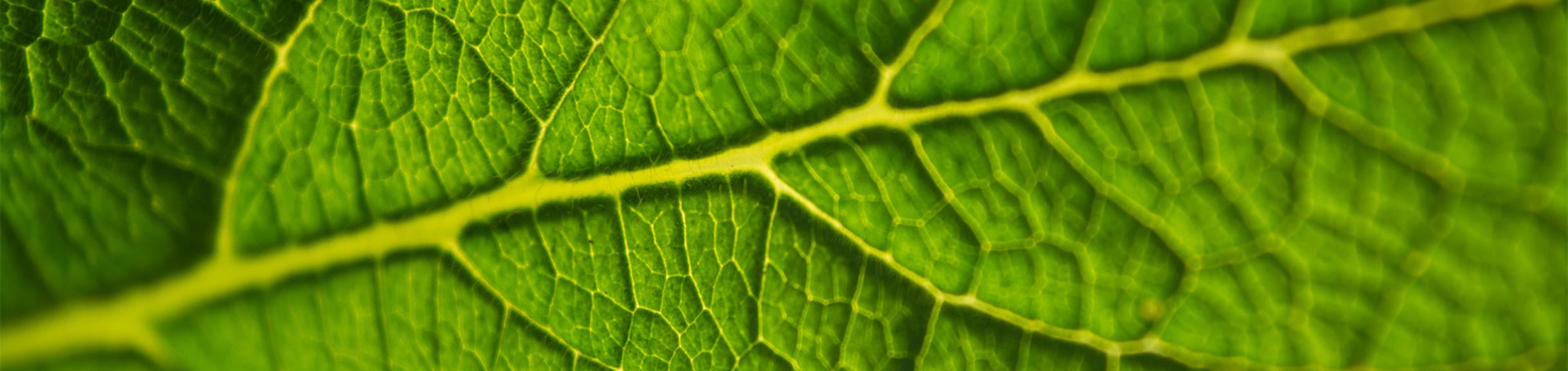 leaf closeup (c) Rodion Kutsaev unsplash