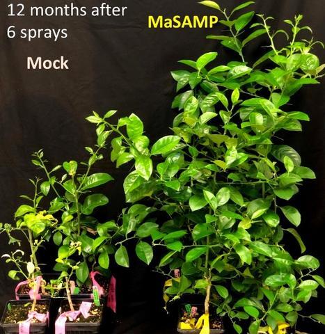 Untreated Citrus Plants