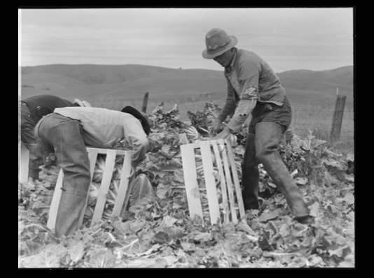 Bailey Farms Field Work