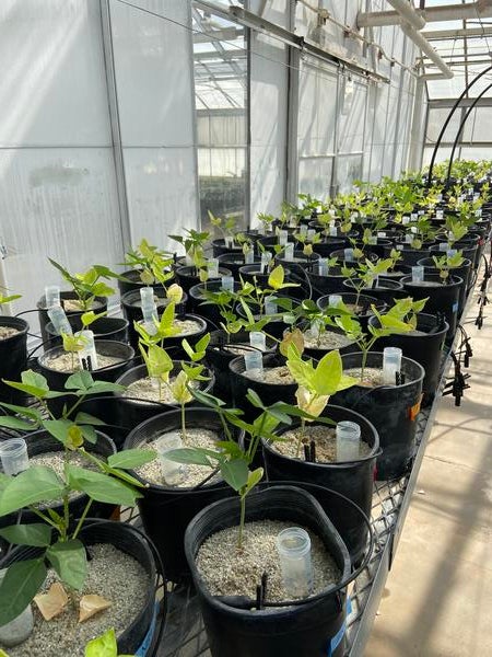 Cowpeas in Greenhouse