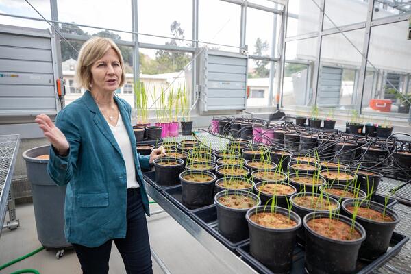 Professor Julia Bailey-Serres in her lab at Plant Research 1 on Friday, May 5, 2023, at UC Riverside. (UCR/Stan Lim)