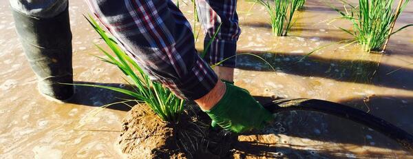 rice harvesting