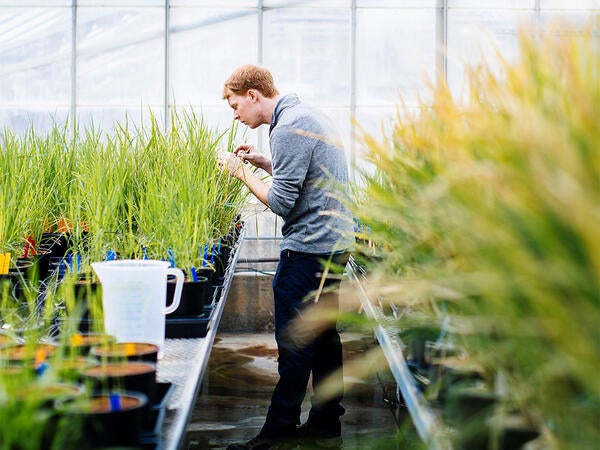 student in greenhouse with rice plants