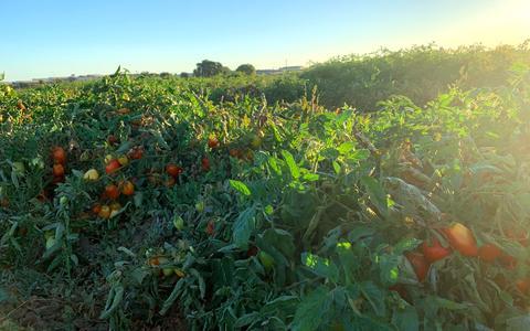 Tomatoes