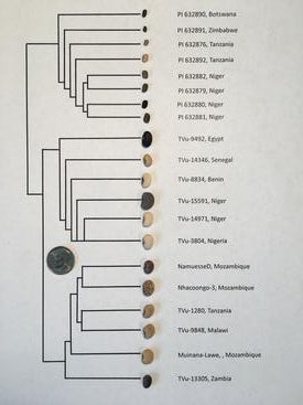 Cowpea seeds