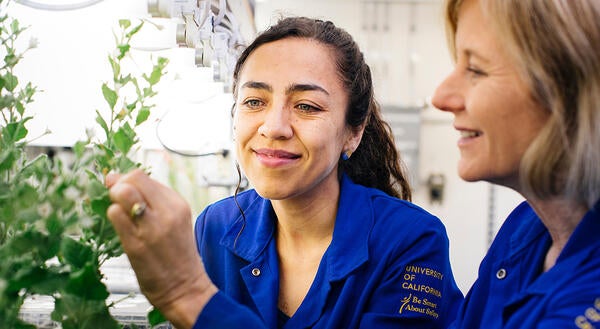 examining plants in the greenhouse (c) UCR/Stan Lim