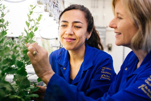 examining plants in the greenhouse (c) UCR/Stan Lim