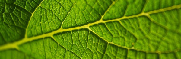 leaf closeup (c) Rodion Kutsaev unsplash