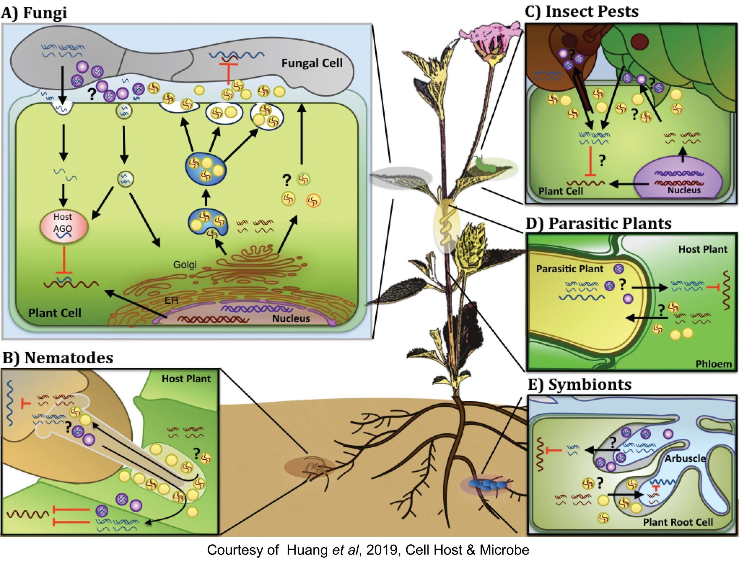 Hailing Jin is awarded a $1.89M NIH grant and $900k NSF/USDA grant